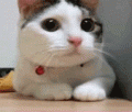 imágenes y comentarios de Gifs Divertidos 